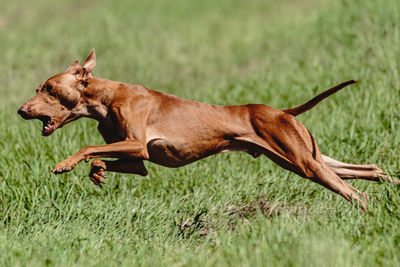 Dog running in green field and chasing lure at full speed on coursing competition straight on camera