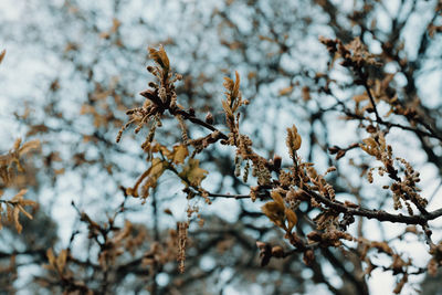 Close-up of cherry blossom during winter