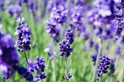 Close-up of purple flowers