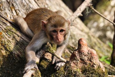 Close-up of monkey sitting outdoors