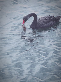 Swan swimming in lake