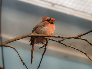 Close-up of bird perching on branch