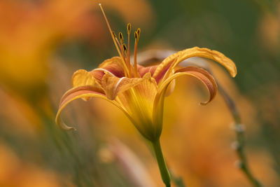 Close-up of yellow lily blooming outdoors