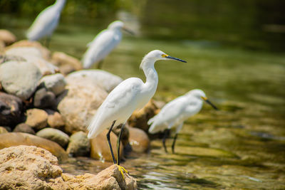 Bird perching on rock