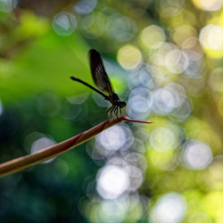 insect