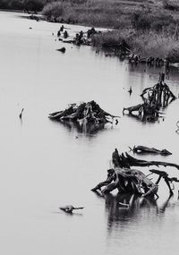 Reflection of trees in water