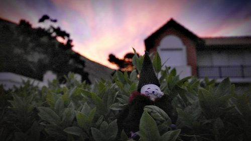 Close-up of purple flowering plant against building