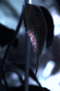 Close-up of frozen plant