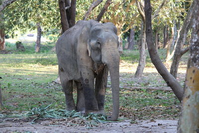 View of elephant in forest