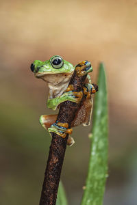 Close-up of frog on plant