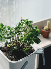 Close-up of potted plant