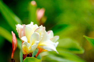 Close-up of flower blooming outdoors