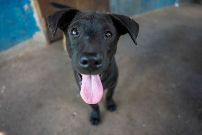 High angle portrait of black dog