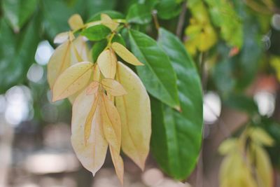 Close-up of yellow flowering plant leaves