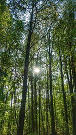 Low angle view of sunlight streaming through trees in forest