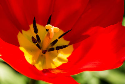 Close-up of day lily blooming outdoors