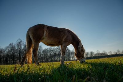 Horse grazing in field against sky