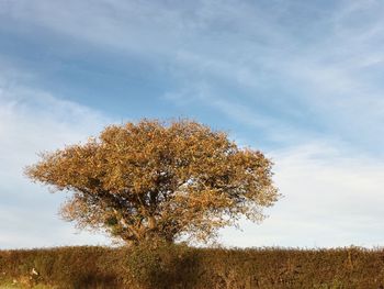 Tree on field against sky