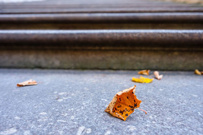 Autumn leaves on street