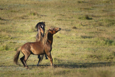 Side view of two horses on field