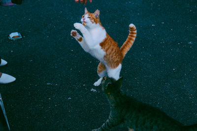 High angle view of cat rearing up on footpath