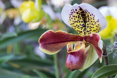 Close-up of red flowering plant