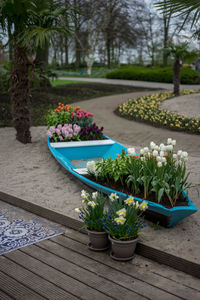 Potted plants on footpath