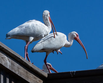 Low angle view of seagulls perching on roof against sky