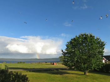 Birds flying over field against sky