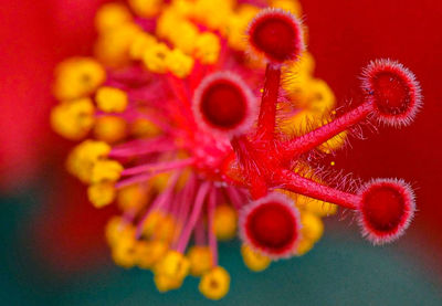 Close-up of red flowering plant