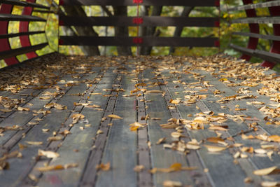 Close-up of autumn leaves