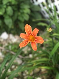 Close-up of orange flower blooming outdoors