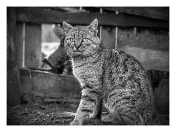 Close-up of cat against sky