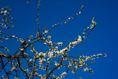 Low angle view of flower tree against blue sky