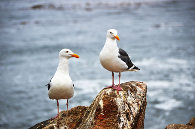 Close-up of seagulls perching on rock by sea