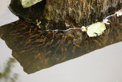 High angle view of leaf on tree trunk