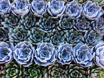 Full frame shot of cactus plants