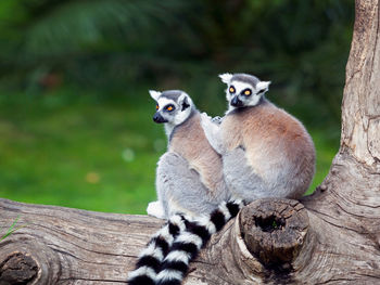 Ring-tailed lemurs on tree