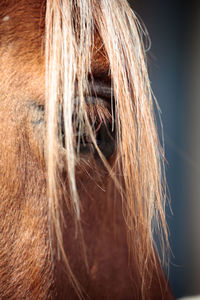 Close-up of horse