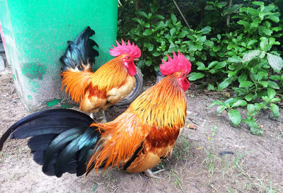 Close-up of rooster