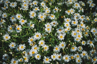 High angle view of flowering plants on field