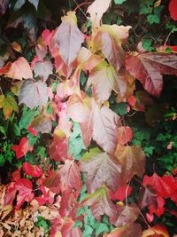 Close-up of maple leaves on plant