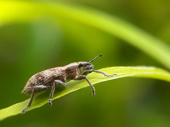 Close-up of insect on leaf