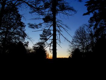 Silhouette trees against sky during sunset