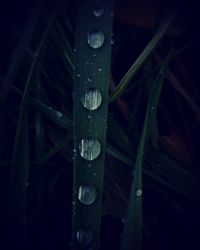 Close-up of raindrops on grass