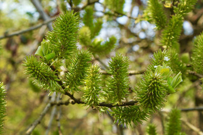 Close-up of pine tree branch