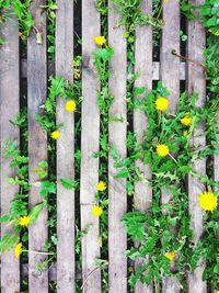 Close-up of plants against blurred background