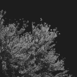 Low angle view of trees at night