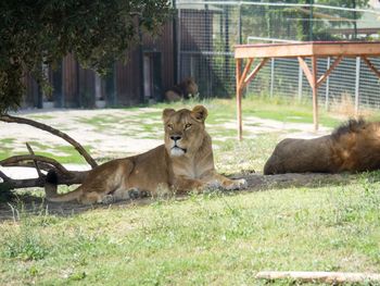 Lion relaxing on grass