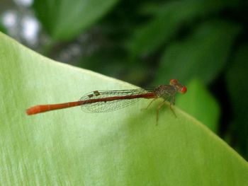 Close-up of insect on leaf